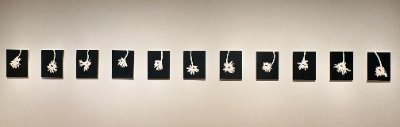 Photanical Series
