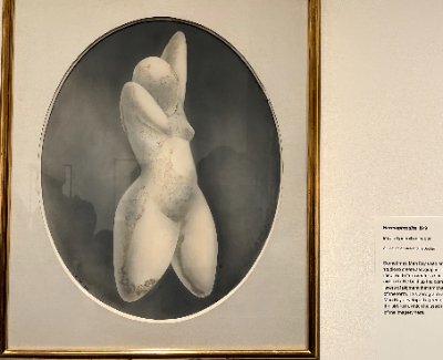 Domestic Rabbit - Once in a Wild