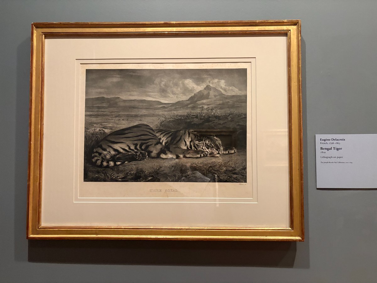 Bengal Tiger
